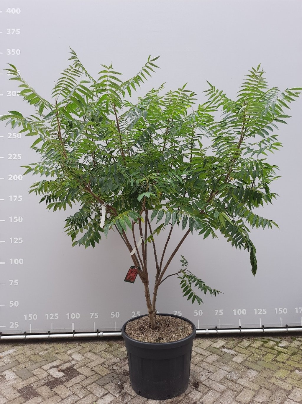 Fluweelboom - Rhus typhina meerstammig