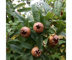 Mispel meerstammig - Mespilus germanica