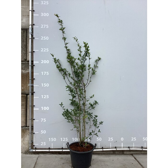 Mispel meerstammig - Mespilus germanica