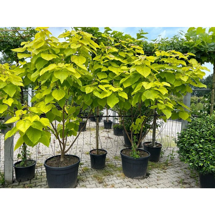 Meerstammige Catalpa - Catalpa bignonioides 'Aurea' meerstammig