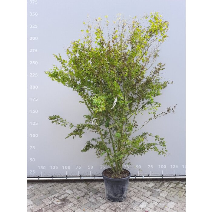 Meerstammige Japanse esdoorn - Acer palmatum meerstammig