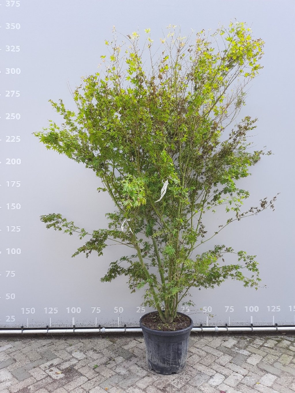 Meerstammige Japanse esdoorn - Acer palmatum meerstammig