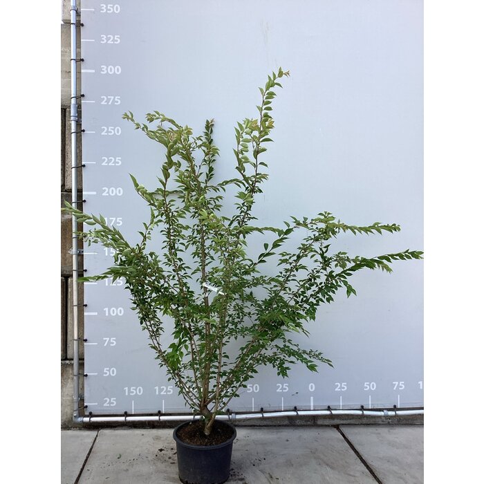 Japanse Sierkers - Prunus subhirtella 'Autumnalis Rosea' meerstammig