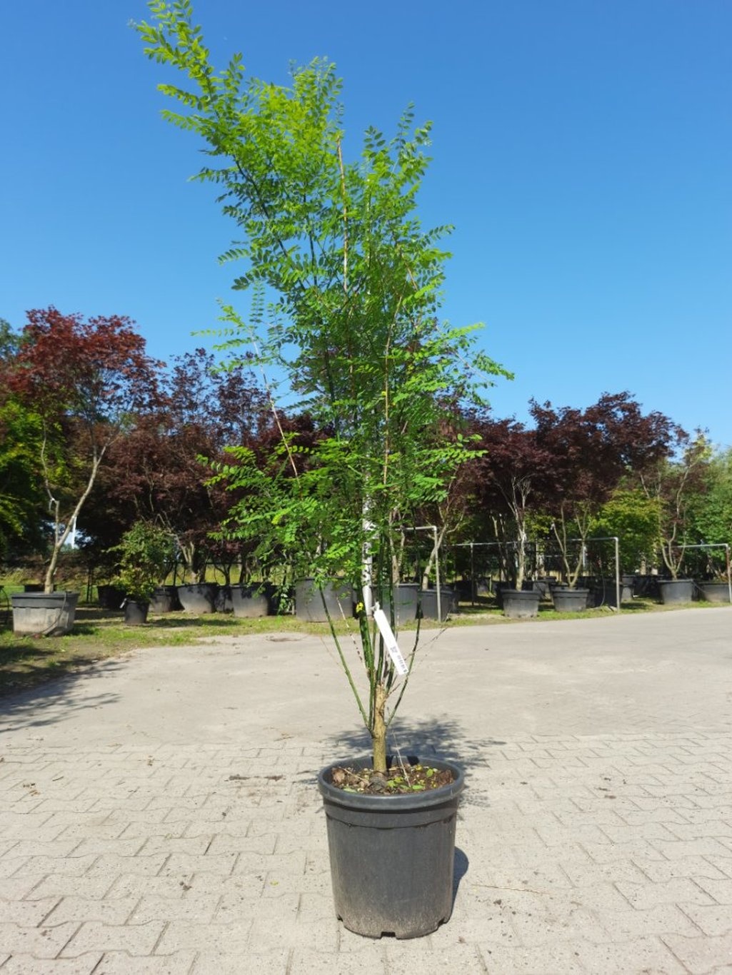 Honingboom meerstammig - Styphnolobium japonicum