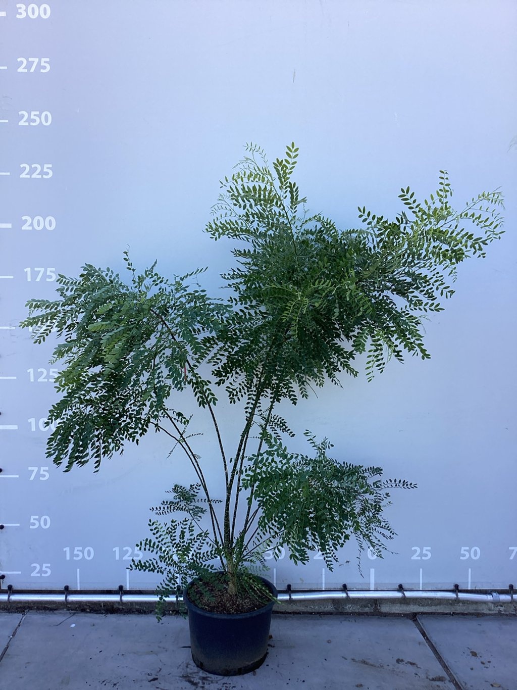 Honingboom meerstammig - Styphnolobium japonicum