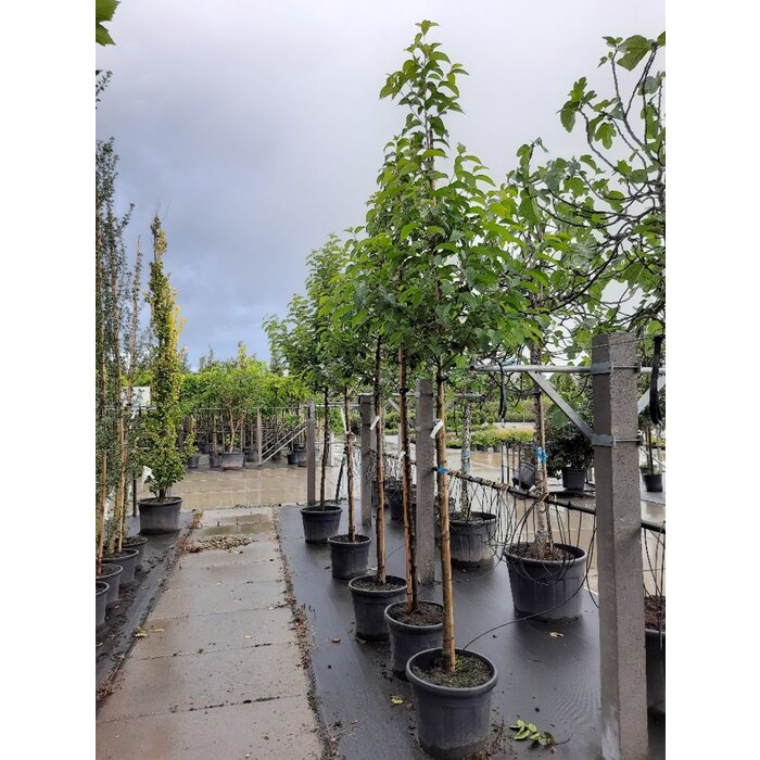 Sneeuwklokjesboom (Halesia carolina)