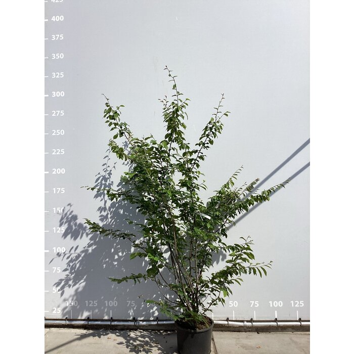 Hazelaar meerstammig - Sycoparrotia semidecidua