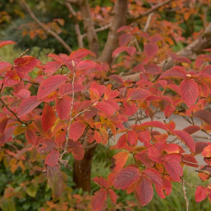 Schijncamelia meerstammig - Stewartia pseudocamellia