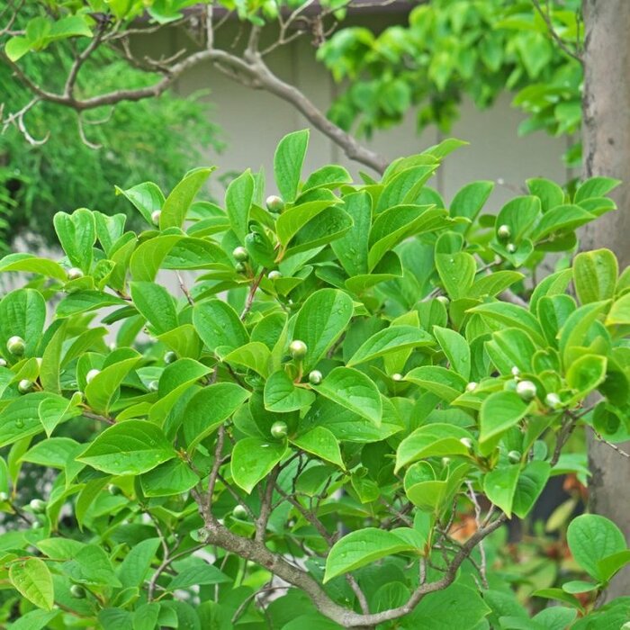 Schijncamelia meerstammig - Stewartia pseudocamellia