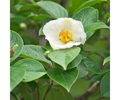 Schijncamelia meerstammig - Stewartia pseudocamellia - Copy