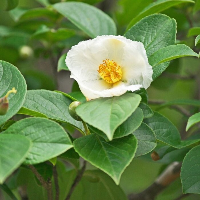 Schijncamelia meerstammig - Stewartia pseudocamellia
