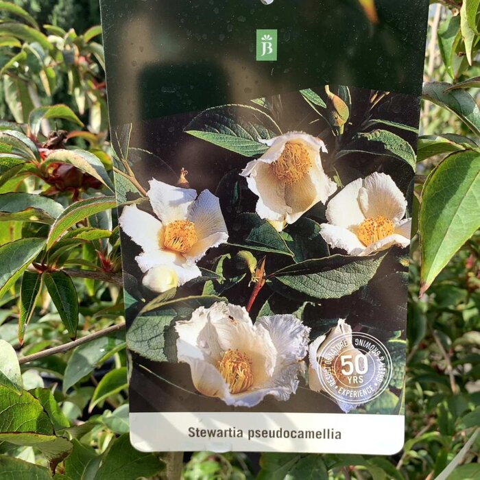 Schijncamelia meerstammig - Stewartia pseudocamellia