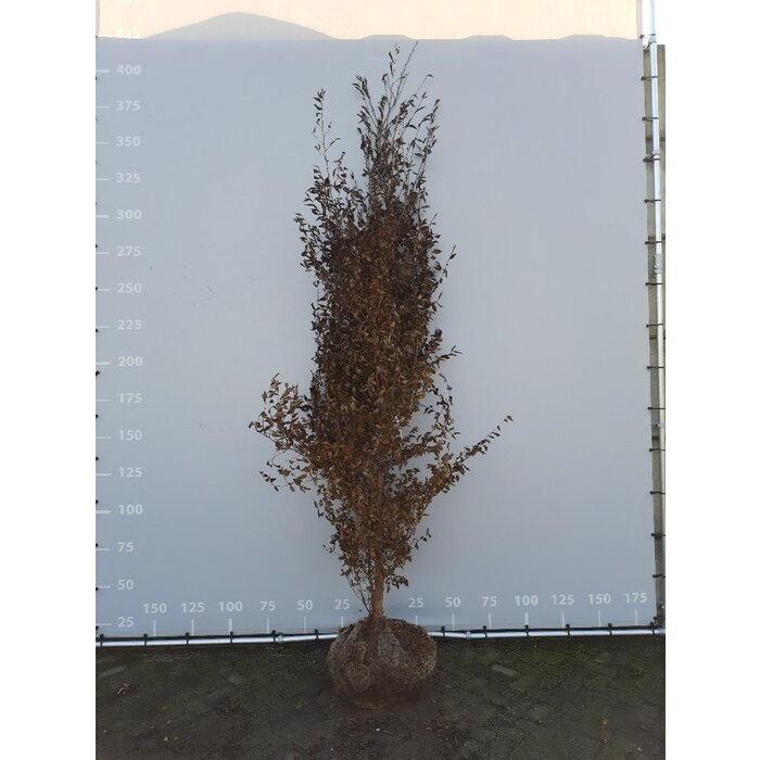 Schijncamelia meerstammig - Stewartia pseudocamellia