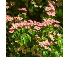 Japanse kornoelje meerstammig - Cornus kousa 'Satomi'