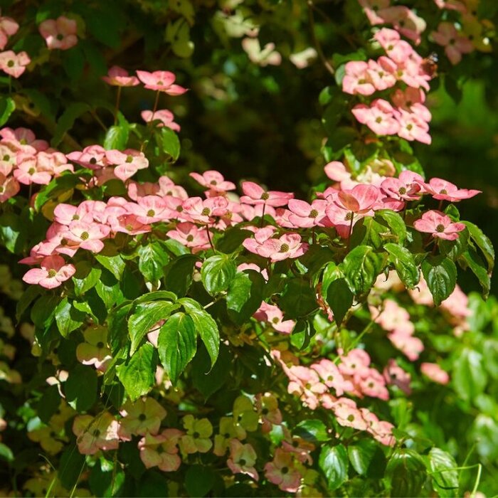 Japanse kornoelje meerstammig (Cornus kousa 'Satomi')