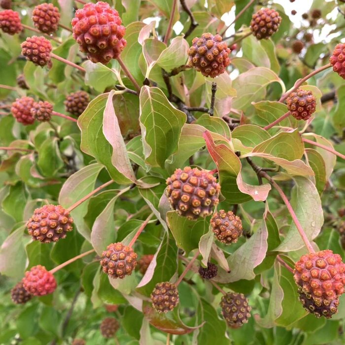 Japanse kornoelje meerstammig (Cornus kousa 'Satomi')