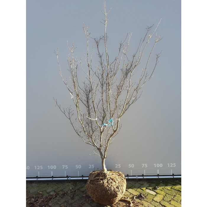 Japanse kornoelje meerstammig (Cornus kousa 'Satomi')