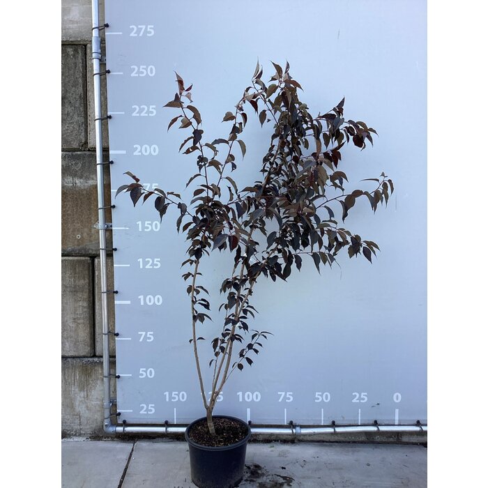 Japanse Sierkers - Prunus serrulata 'Royal Burgundy' meerstammig