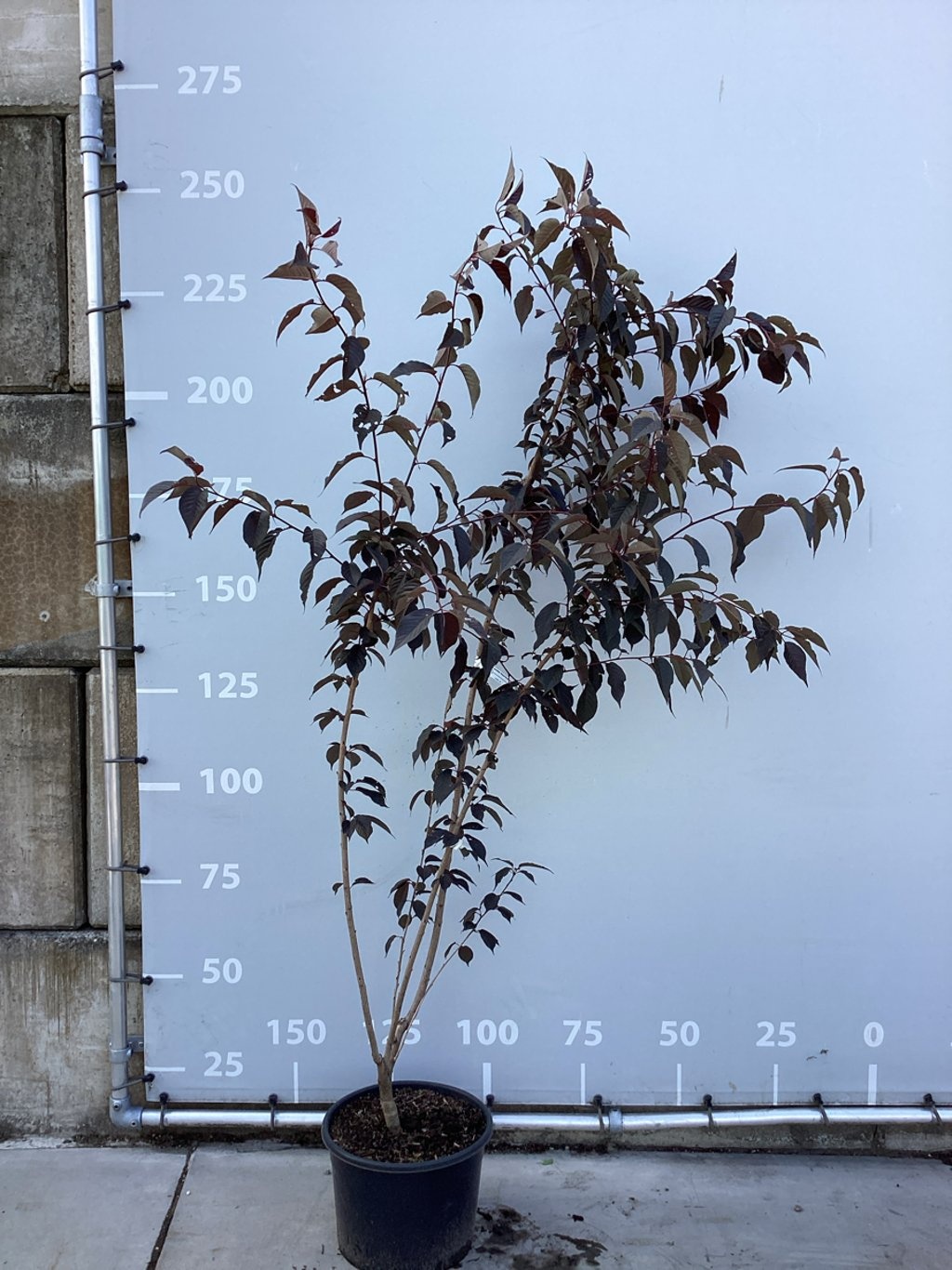 Japanse Sierkers - Prunus serrulata 'Royal Burgundy' meerstammig