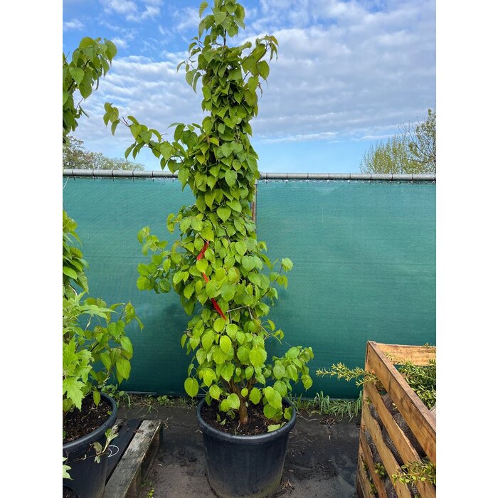 Meerstammige Vaantjesboom - Davidia involucrata vilmoriniana meerstammig