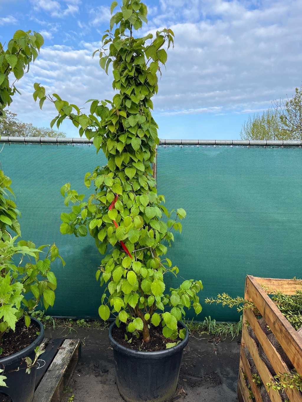Meerstammige Vaantjesboom - Davidia involucrata vilmoriniana meerstammig