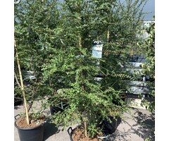 Schijnbeuk meerstammig - Nothofagus antarctica