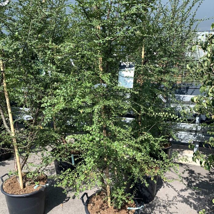 Schijnbeuk meerstammig - Nothofagus antarctica