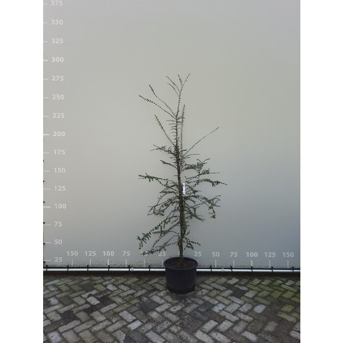 Schijnbeuk meerstammig - Nothofagus antarctica