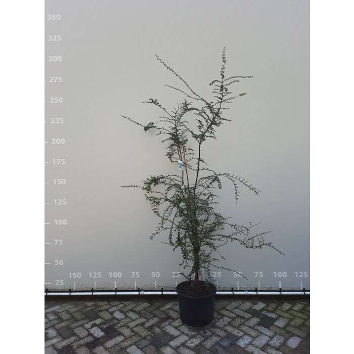 Schijnbeuk meerstammig - Nothofagus antarctica