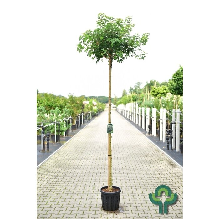 Spaanse aak - Acer campestre 'Anny's Globe'