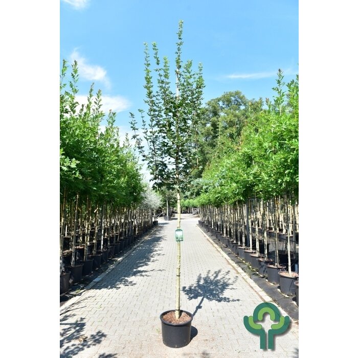 Spaanse aak - Acer campestre 'Elsrijk'