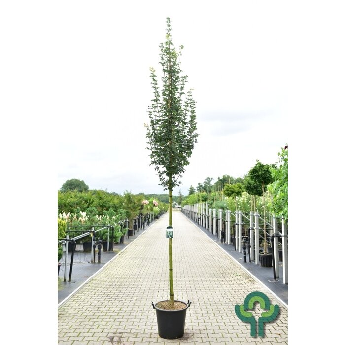 Spaanse aak - Acer campestre 'Huiber's Elegant'