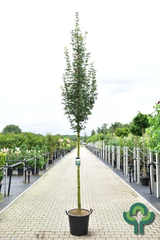 Spaanse aak - Acer campestre 'Huiber's Elegant'