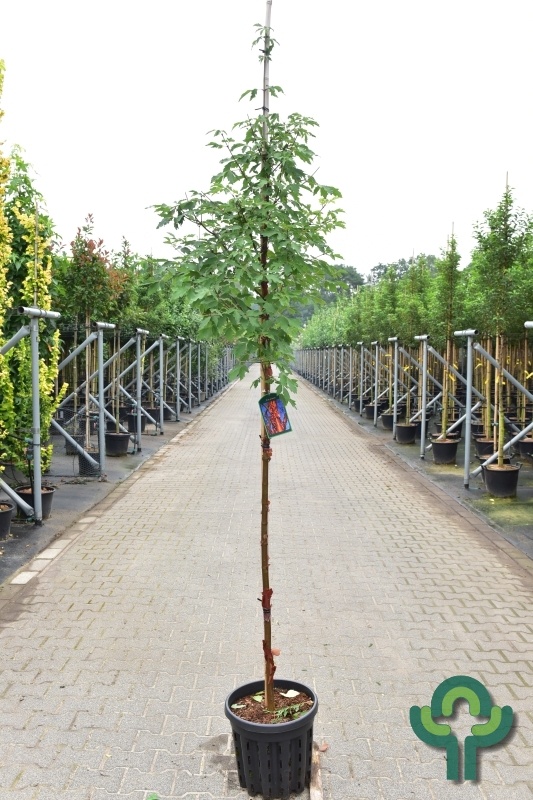 Papier Dwerg Esdoorn - Acer griseum