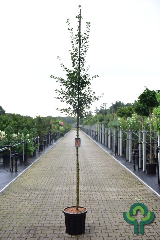 Papier Dwerg Esdoorn - Acer griseum