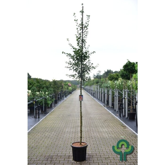 Franse esdoorn - Acer monspessulanum