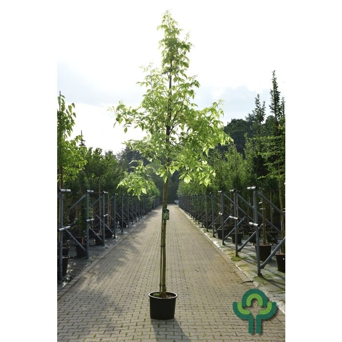 Vederesdoorn - Acer negundo 'Aureomarginatum'