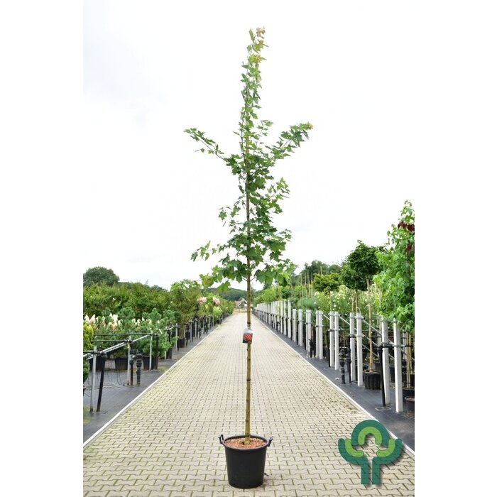 Amerikaanse esdoorn - Acer Pacific Sunset