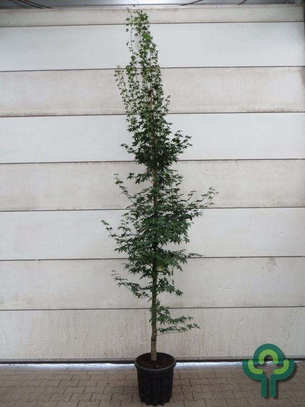 Japanse esdoorn - Acer palmatum