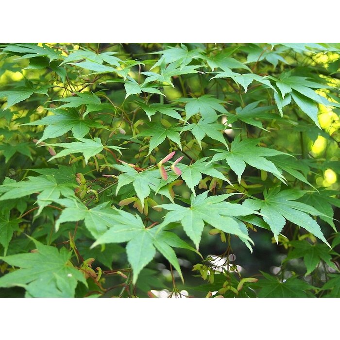 Japanse esdoorn - Acer palmatum