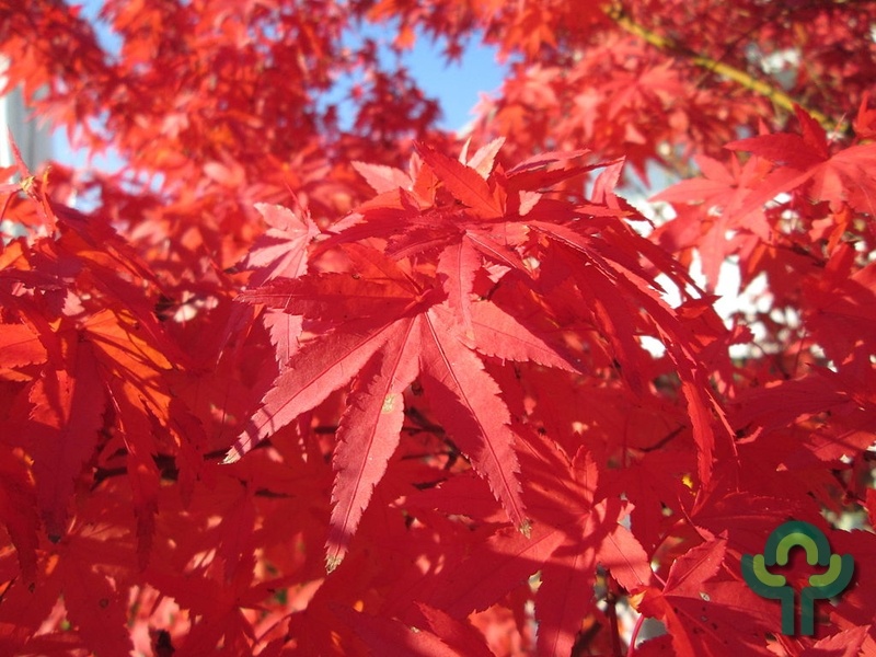 Japanse esdoorn - Acer palmatum