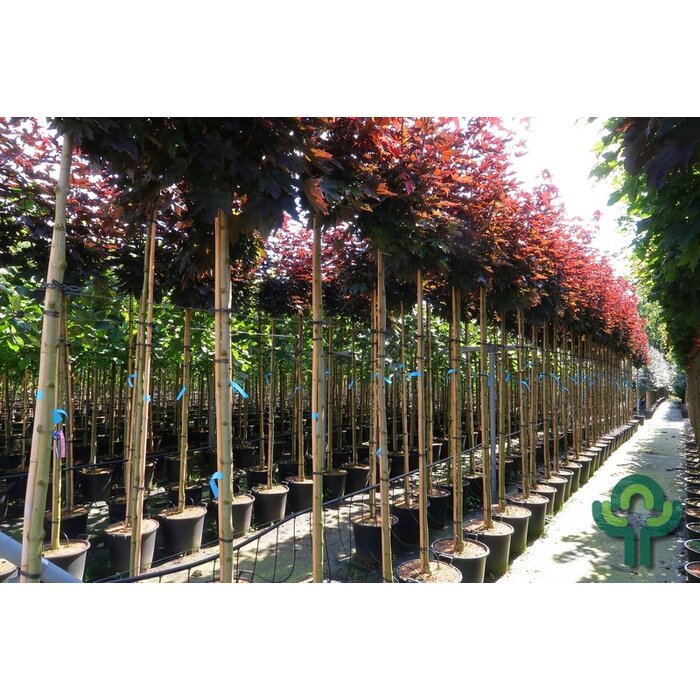 Rode esdoorn - Acer platanoides 'Crimson Sentry'