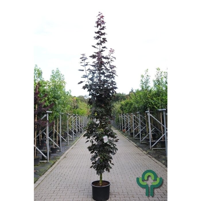 Rode esdoorn - Acer platanoides 'Crimson Sentry'