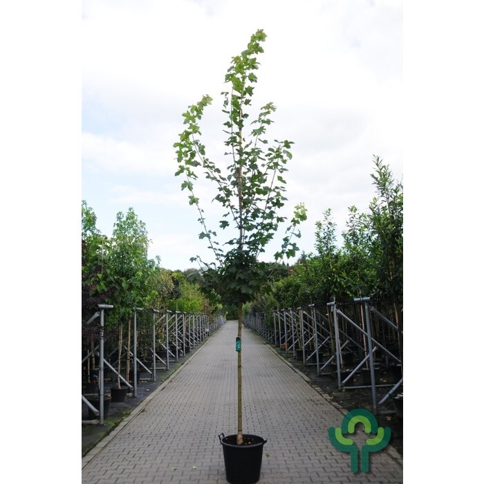 Noorse esdoorn - Acer platanoides 'Farlake's Green'