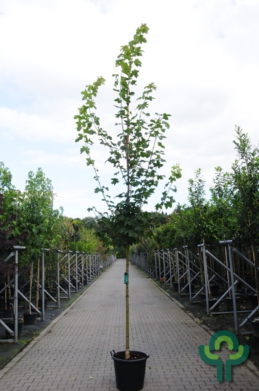 Noorse esdoorn - Acer platanoides 'Farlake's Green'
