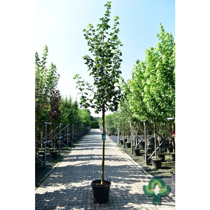 Noorse esdoorn - Acer platanoides 'Farlake's Green'