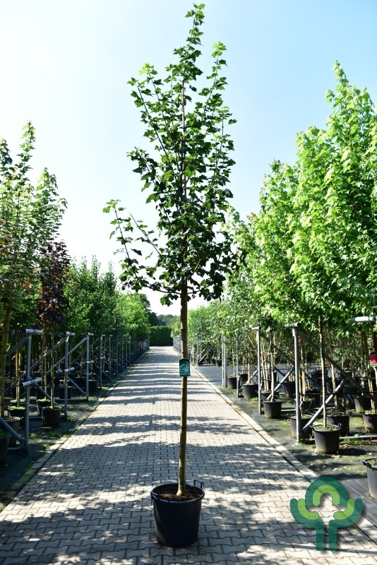 Noorse esdoorn - Acer platanoides 'Farlake's Green'