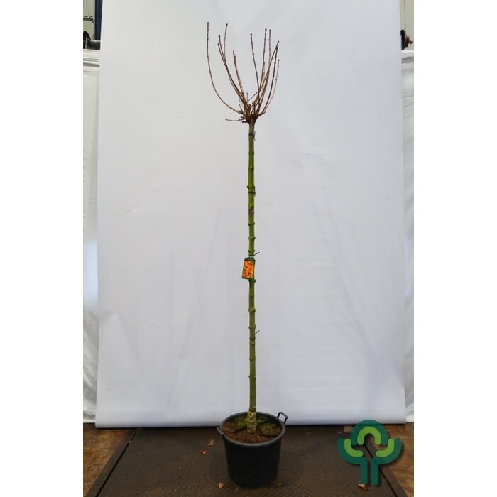 Bolesdoorn op stam - Acer platanoides 'Golden Globe'