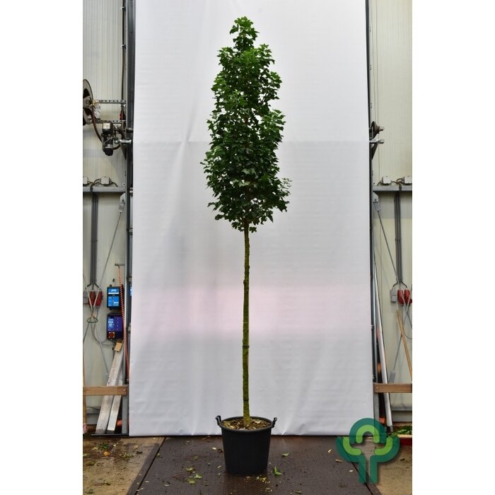 Noorse esdoorn - Acer platanoides 'Green Pillar'