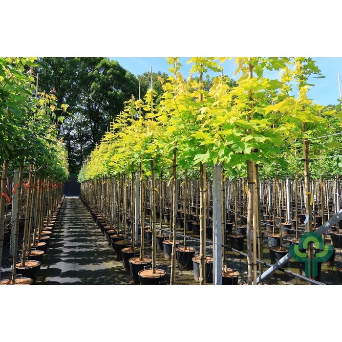 Noorse esdoorn - Acer platanoides Princeton Gold